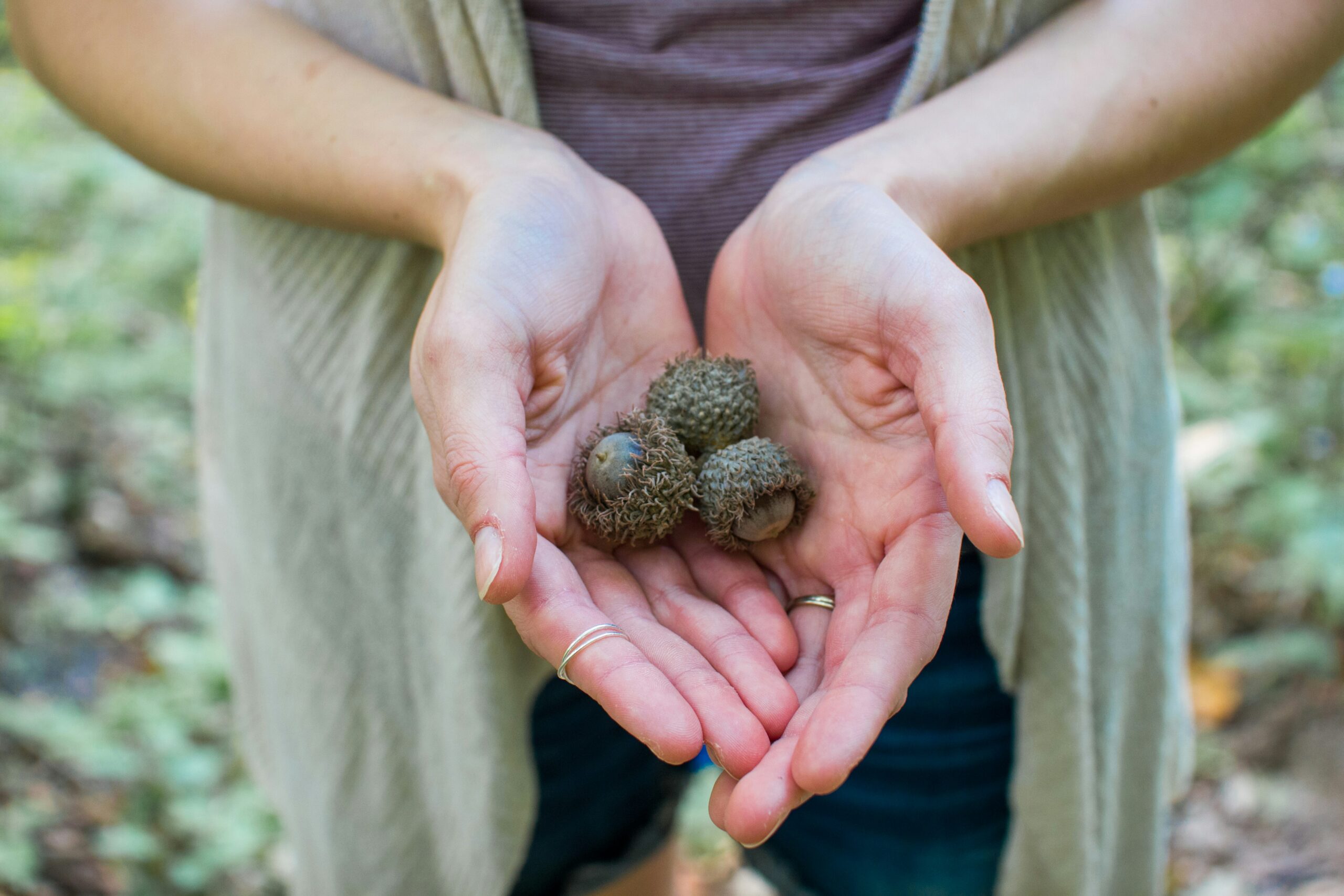 Truffles gathered in the forest
